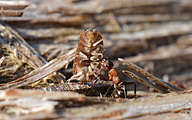 Southern Wood Ants (Formica rufa)